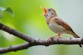 close-focus shot of a nightingale singing on a branch