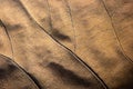 Close focus on texture of brown dry leaf Royalty Free Stock Photo