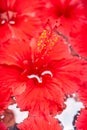 Close focus on yellow pollen of red hibiscus flowers floating on water surface