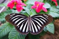 close focus on zebra longwing butterflys wing Royalty Free Stock Photo