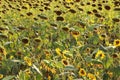 Blooming Sunflowers. Sunflower field