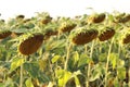 Close footage of sunflowers field. Beautiful footage of sunflowers field