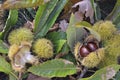 Fresh chestnuts in its husk  and falled on the ground  in leaves Royalty Free Stock Photo