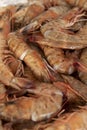 Close fresh raw shrimps