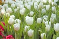 Close fresh white tulip in field. Tulips in spring time