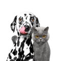 Close friendship between a cat and a dog Royalty Free Stock Photo