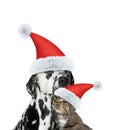 Close friendship between santa cat and dog Royalty Free Stock Photo