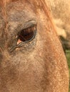 Close front three quarter view of the brown eye of a roan colored horse. Royalty Free Stock Photo