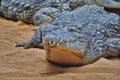 Close frontal portrait of a crocodile on a sandy beach