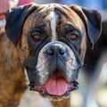 Close funny Boxer Dog portrait