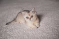 Close funny little gray kitten british shorthair breed on white blanket