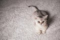 Close funny little gray kitten british shorthair breed on white blanket