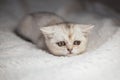 Close funny little gray kitten british shorthair breed on white blanket