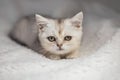 Close funny little gray kitten british shorthair breed on white blanket