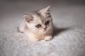 Close funny little gray kitten british shorthair breed on white blanket