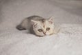 Close funny little gray kitten british shorthair breed on white blanket