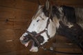 Funny portrait of pinto horse in red and green halter yawning Royalty Free Stock Photo