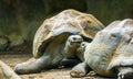 Close galapagos tortoise couple, turtles expressing love, Vulnerable land dwelling turtle specie from the galapagos islands Royalty Free Stock Photo