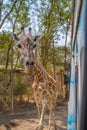 So close giraffe at safari park