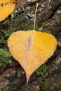 Close golden leaves in autumn