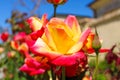 A close of a gorgeous red and yellow rose in the garden surrounded by lush green leaves at Little Corona Del Mar Beach Royalty Free Stock Photo