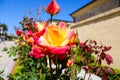 A close of a gorgeous red and yellow rose in the garden surrounded by lush green leaves at Little Corona Del Mar Beach Royalty Free Stock Photo