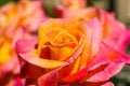 A close of a gorgeous red and yellow rose in the garden surrounded by lush green leaves at Little Corona Del Mar Beach Royalty Free Stock Photo