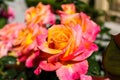 A close up of a gorgeous red and yellow rose in the garden surrounded by lush green leaves at Little Corona Del Mar Beach Royalty Free Stock Photo