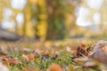 Close grass and leaves in the forest with deep blurr field Royalty Free Stock Photo