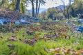 Close grass and leaves in the forest with river in the background