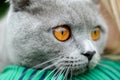 Close gray cat portrait