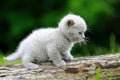 Close gray kitten on tree