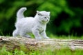 Close gray kitten on tree Royalty Free Stock Photo