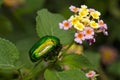 Green christmas beetle near Pune, Maharashtra. Royalty Free Stock Photo