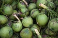 Close green coconut bunch Royalty Free Stock Photo