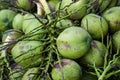 Close green coconut bunch Royalty Free Stock Photo