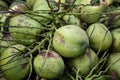 Close green coconut bunch Royalty Free Stock Photo