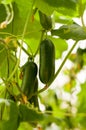 Close the cucumber on the trees growing in the greenhouses in the kibbutz in Israel Royalty Free Stock Photo