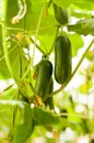 Close the cucumber on the trees growing in the greenhouses in the kibbutz in Israel Royalty Free Stock Photo