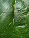 Close Green Leaf Texture Stock Photo Royalty Free Stock Photo