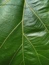 Close Green Leaf Texture Stock Photo