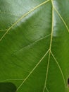 Close Green Leaf Texture Stock Photo