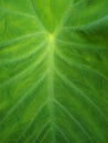 Close Green Leaf Texture Stock Photo Royalty Free Stock Photo