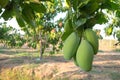 Close the green mango fruit in the orchard. Tropical fruits of Thailand Royalty Free Stock Photo