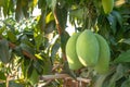 Close the green mango fruit in the orchard. Tropical fruits of Thailand Royalty Free Stock Photo