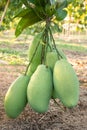 Close the green mango fruit in the orchard. Tropical fruits of Thailand Royalty Free Stock Photo