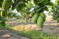 Close the green mango fruit in the orchard. Tropical fruits of Thailand Royalty Free Stock Photo