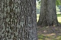 Close Green Moss on Large Brown Tree Trunk Royalty Free Stock Photo