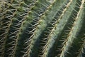 Close green needles of a cactus, Botanical print, pattern. background, copy space