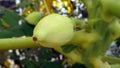 Close of green papaya with blur background